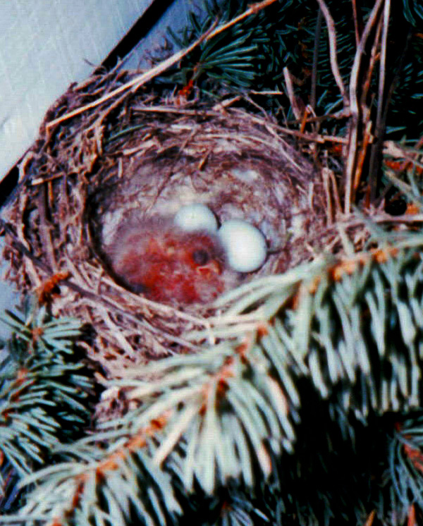 nest