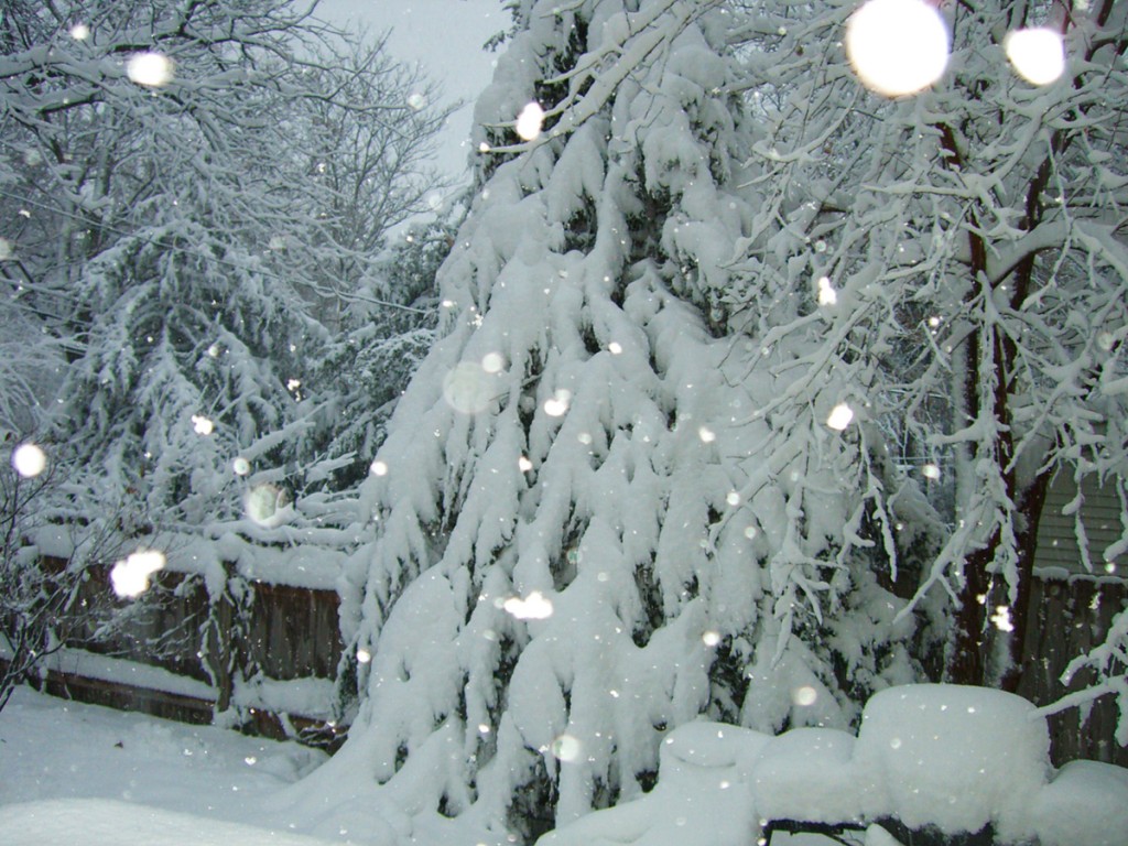 snow on cedar