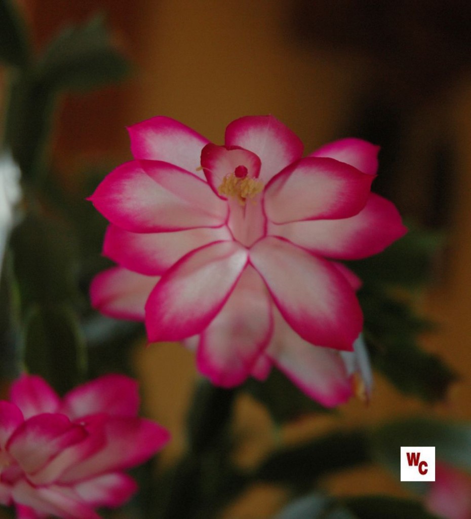 Christmas cactus bloom