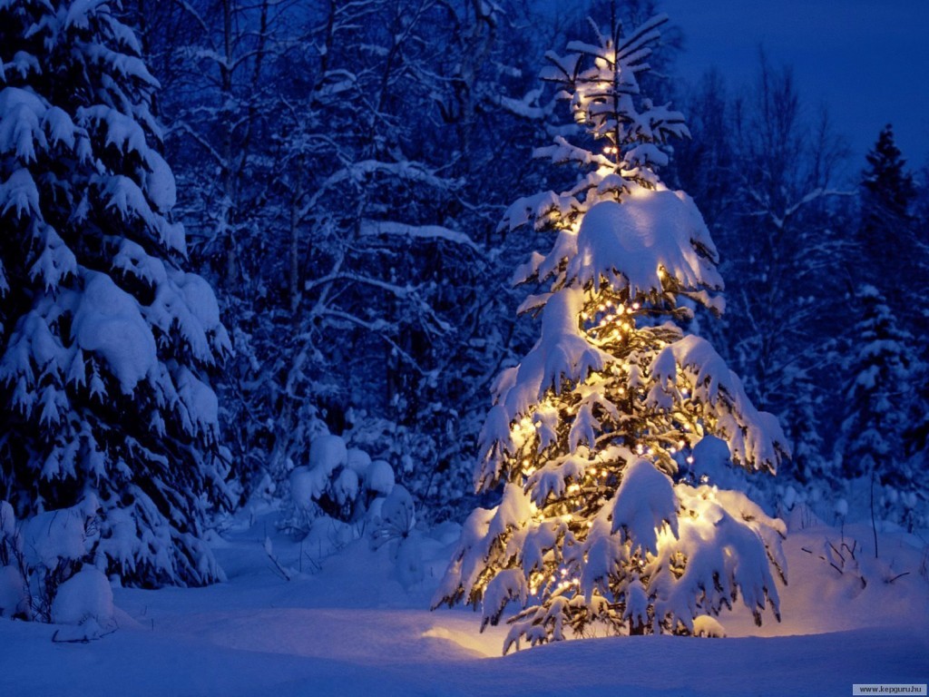 Christmas tree in snow