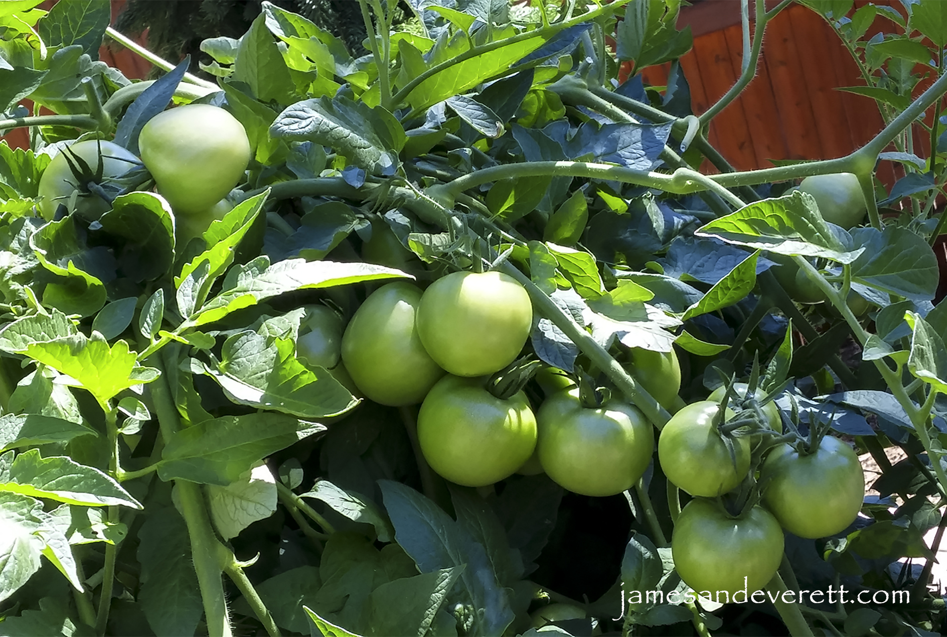 Green tomato salsa verde